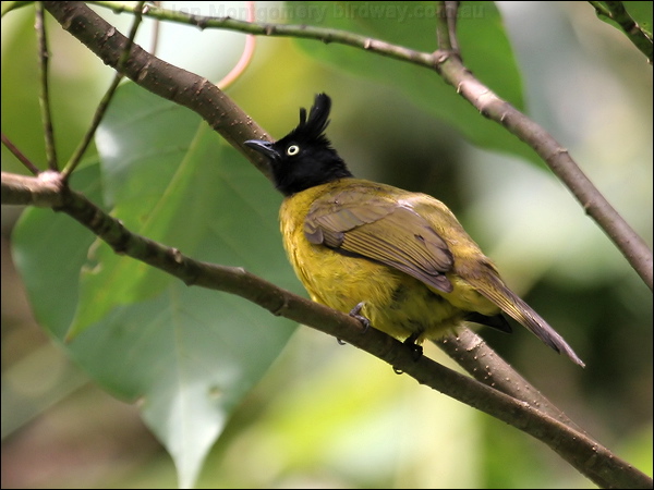 Black-crested Bulbul black_crested_bulbul_55686.jpg