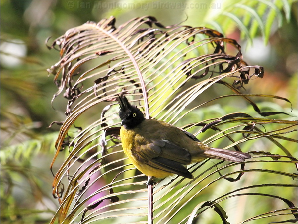 Black-crested Bulbul black_crested_bulbul_56223.jpg