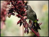 cape_bulbul_04294