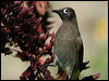 cape_bulbul_04295