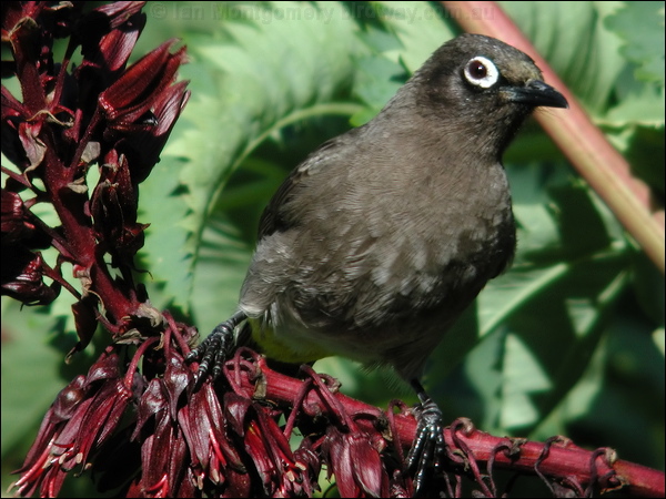 Cape Bulbul cape_bulbul_04293.jpg