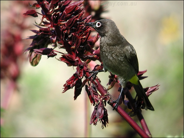 Cape Bulbul cape_bulbul_04294.jpg