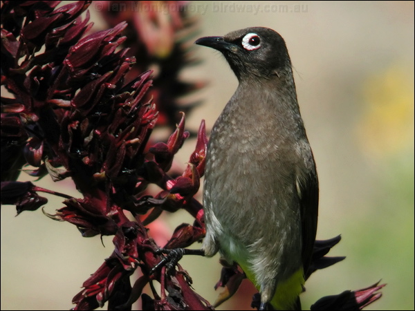 Cape Bulbul cape_bulbul_04295.jpg