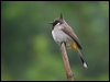 Click here to enter gallery and see photos of: Straw-headed, Striated, Black-crested, Red-whiskered, Light-vented, Cape, Himalayan, Red-evented, Red-eyed, Ochraceous, Ashy and Mountain Bulbuls.