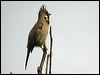 himalayan_bulbul_17503