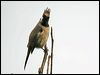 himalayan_bulbul_17504
