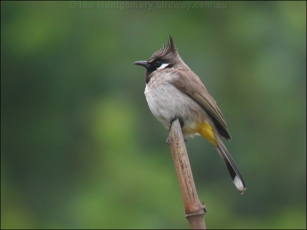 Himalayan Bulbul himalayan_bulbul_17015.jpg