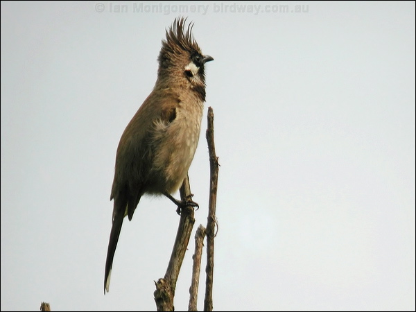 Himalayan Bulbul himalayan_bulbul_17503.jpg
