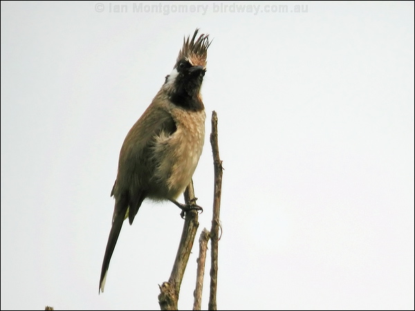 Himalayan Bulbul himalayan_bulbul_17504.jpg