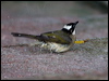 light_vented_bulbul_142042