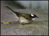 light_vented_bulbul_142047