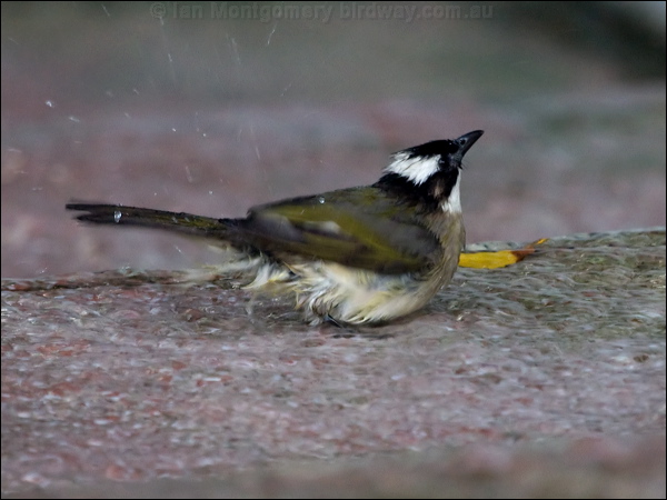 LIght-vented Bulbul light_vented_bulbul_142042.psd