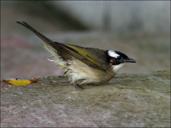 LIght-vented Bulbul light_vented_bulbul_142047.psd