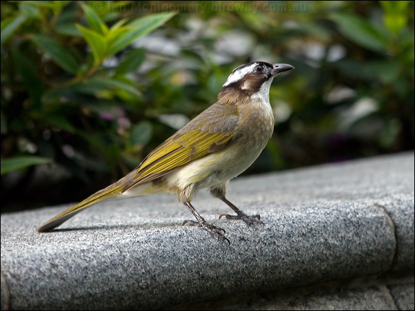 LIght-vented Bulbul light_vented_bulbul_142064.psd