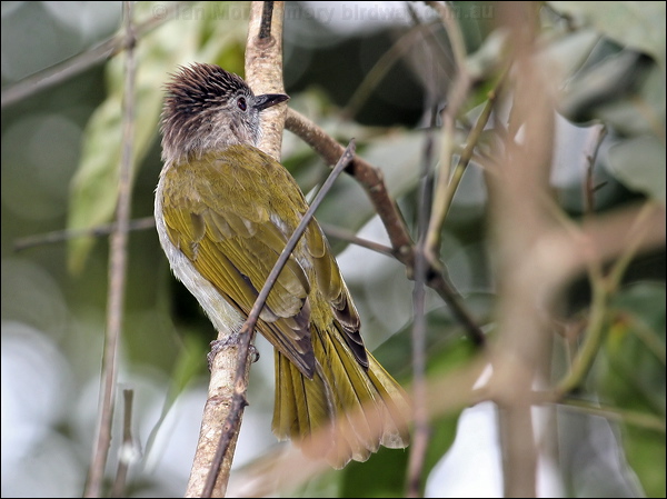 Mountain Bulbul mountain_bulbul_56147.psd