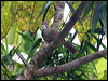 ochraceous_bulbul_55588