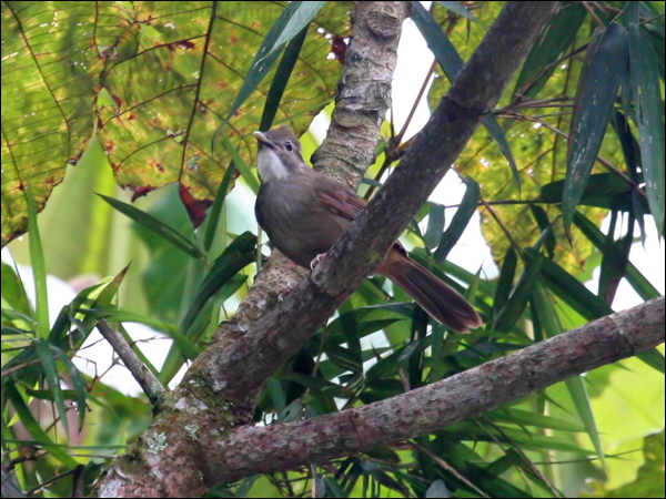 Ochraceous Bulbul ochraceous_bulbul_55588.jpg