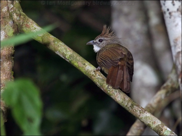 Ochraceous Bulbul ochraceous_bulbul_55681.jpg