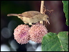 red_eyed_bulbul_50091