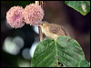 red_eyed_bulbul_50100