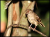 red_eyed_bulbul_50626
