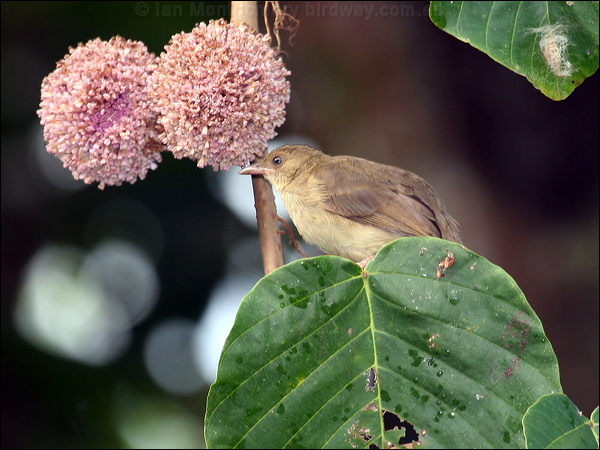 Asian Red-eyed Bulbul red_eyed_bulbul_50100.jpg