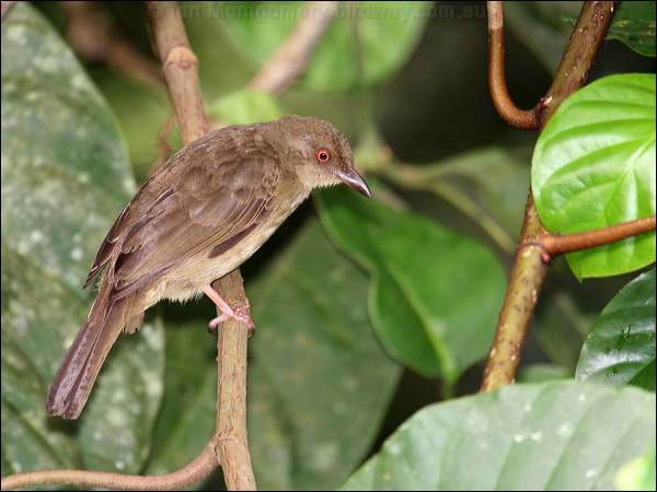 Asian Red-eyed Bulbul red_eyed_bulbul_50105.jpg