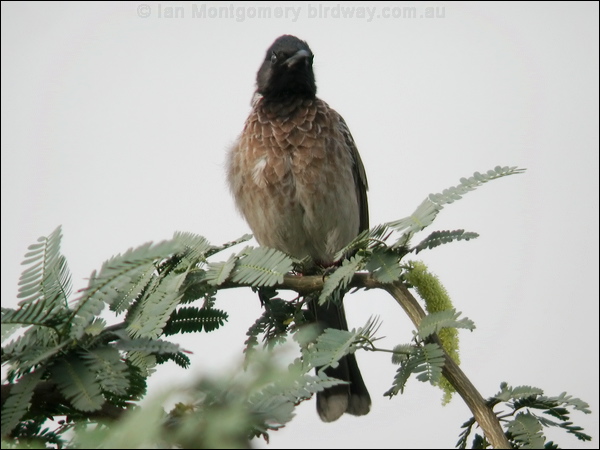 Red-vented Bulbul red_vented_bulbul_16747.jpg
