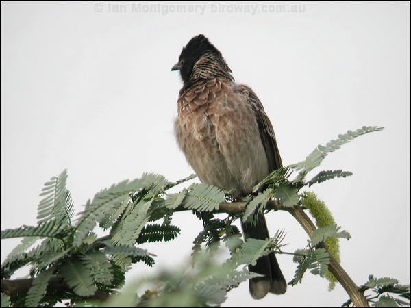 Red-vented Bulbul red_vented_bulbul_16748.jpg