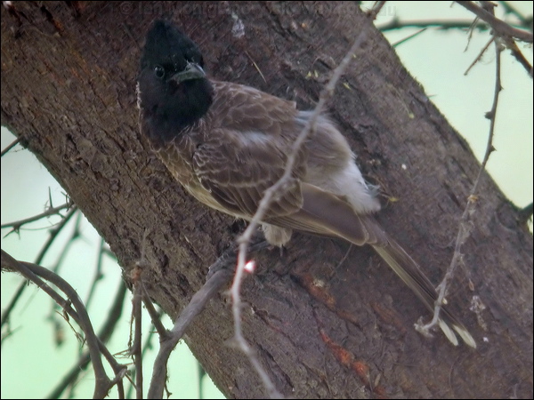 Red-vented Bulbul red_vented_bulbul_16870.jpg