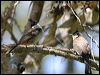 red_whisker_bulbul_11815