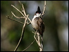 red_whisker_bulbul_11834