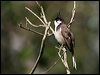 red_whisker_bulbul_11841