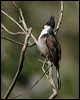 red_whisker_bulbul_11843
