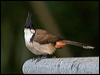 red_whisker_bulbul_142024