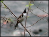 red_whisker_bulbul_16931