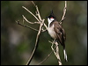Click here to enter gallery and see photos/pictures/images of Red-whiskered Bulbul