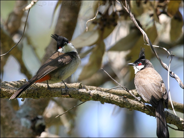 Red-whiskered Bulbul red_whisker_bulbul_11815.jpg