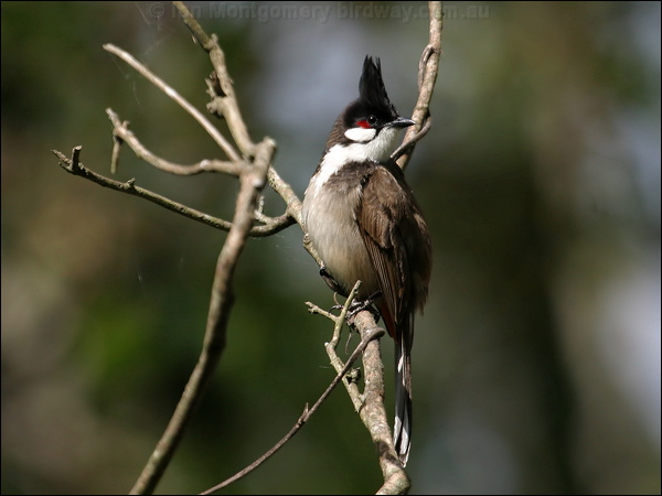 Red-whiskered Bulbul red_whisker_bulbul_11834.jpg