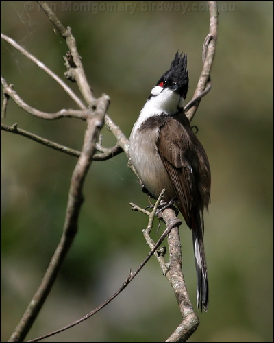 Red-whiskered Bulbul red_whisker_bulbul_11843.jpg