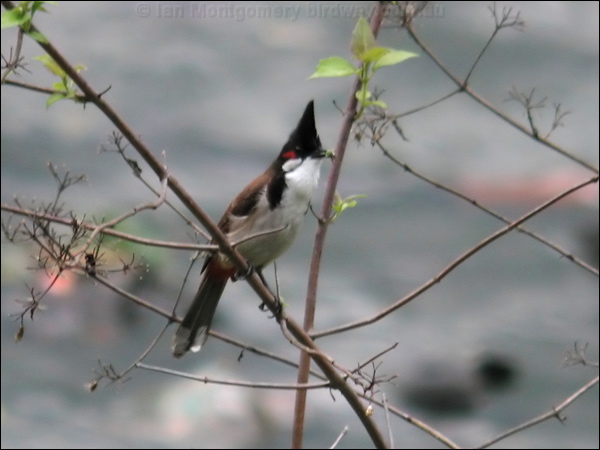 Red-whiskered Bulbul red_whisker_bulbul_16931.jpg
