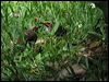 straw_headed_bulbul_06152