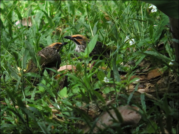 Straw-headed Bulbul straw_headed_bulbul_06152.jpg
