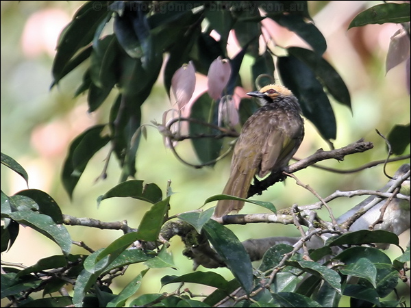 Straw-headed Bulbul straw_headed_bulbul_50843.jpg