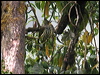striated_bulbul_17352