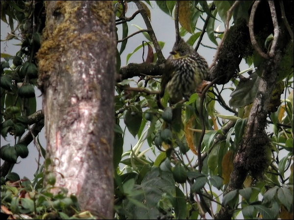 Striated Bulbul striated_bulbul_17351.jpg