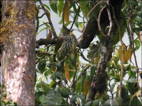 Striated Bulbul striated_bulbul_17352.jpg