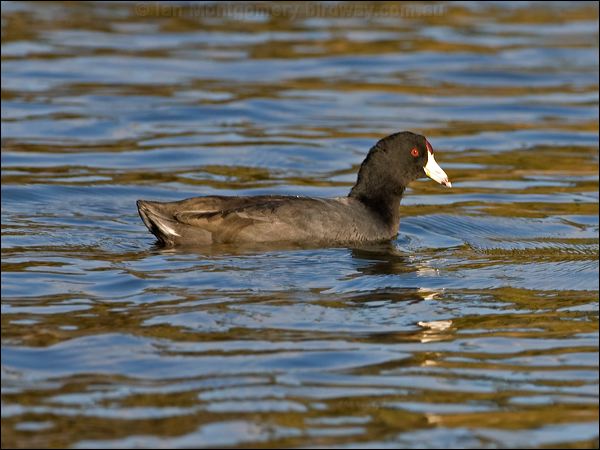American Coot american_coot_110171.psd