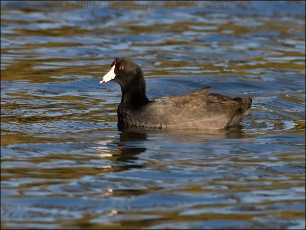 American Coot american_coot_110173.psd