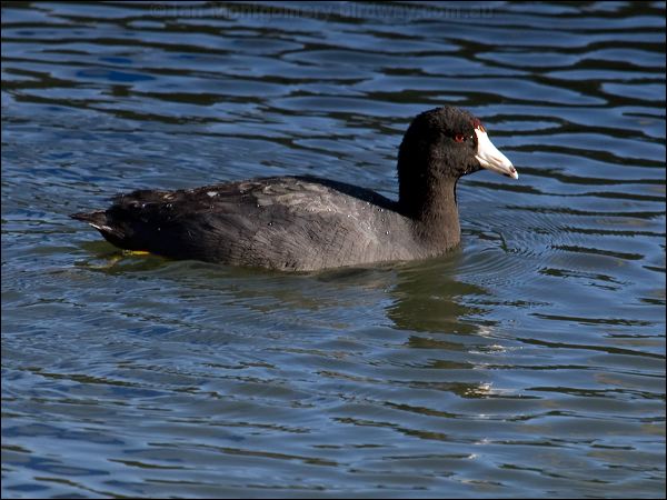 American Coot american_coot_69618.psd